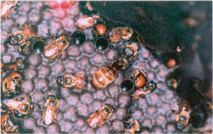 Imagem da notícia - Agricultores são capacitados para a meliponicultura em Amaturá