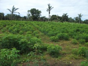 Imagem da notícia - Agricultores participam de excursão em Tefé