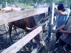 Imagem da notícia - Iniciou hoje a segunda etapa da campanha de vacinação contra febre aftosa