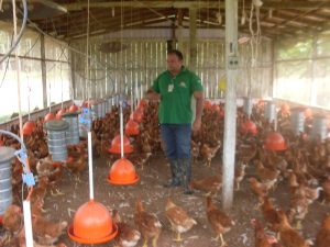 Imagem da notícia - Unidade Local de Codajás apresenta resultados em diferentes áreas de produção