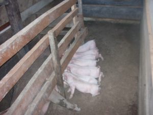 Imagem da notícia - Unidade Demonstrativa de suínos implantada em Codajás apresenta primeiros resultados