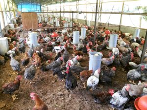 Imagem da notícia - Agricultores são capacitados para a criação de aves caipiras em Juruá