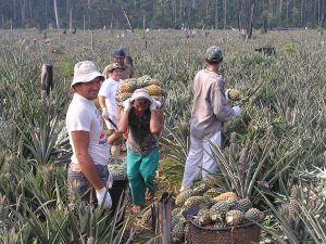 Imagem da notícia - IDAM demonstra técnicas de cultivo do abacaxi durante capacitação