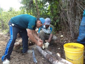 Imagem da notícia - Governo incentiva o uso de mudas de banana resistentes a pragas e doenças