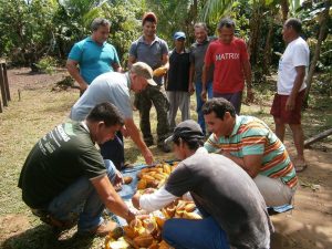 Imagem da notícia - Cultura do cacau ganha impulso em Novo Aripuanã