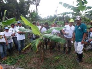Imagem da notícia - Assistência técnica e novas tecnologias fortalecem a fruticultura no Amazonas