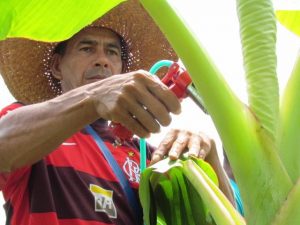 Imagem da notícia - Nova tecnologia de controle a sigatoka negra é apresentada a agricultores de Borba
