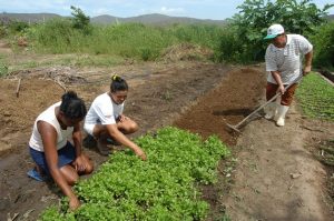Imagem da notícia - Eirunepé, Tabatinga e Humaitá são sedes de Chamadas Públicas de ATER