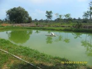 Imagem da notícia - IDAM e parceiros beneficiam agricultores familiares com projeto de implantação de viveiro escavado
