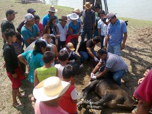 Imagem da notícia - Criadores de Barreirinha recebem orientações sobre manejo do rebanho
