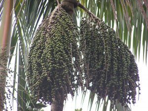 Imagem da notícia - IDAM apresenta proposta para cultura do açaí