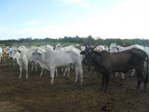 Imagem da notícia - Barreirinha realiza Expobae