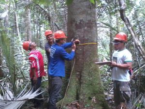 Imagem da notícia - IDAM realiza inventário florestal em Itapiranga