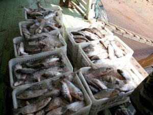 Imagem da notícia - Pescadores de Manacapuru são beneficiados com ações do Compra Direta do Pescado