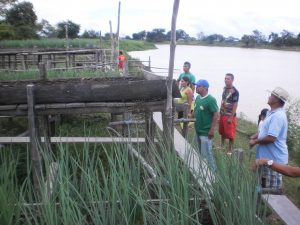 Imagem da notícia - IDAM qualifica agricultores para produção de hortaliças em Parintins