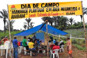 Imagem da notícia - Dia de Campo em Tefé aponta resultados positivos da UD de mandioca adubada