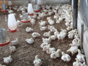 Imagem da notícia - Criação de frango de leite é incentivada em Barreirinha