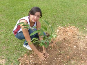 Imagem da notícia - IDAM doa mudas de Oiti e incentiva a arborização em Manaus