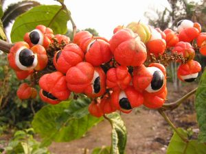 Imagem da notícia - Boas práticas de cultivo do guaraná são incentivadas em Urucará