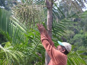Imagem da notícia - Extrativistas são capacitados para o manejo do açaí em Manacapuru