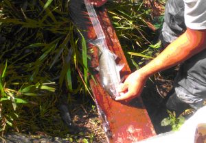 Imagem da notícia - IDAM realiza biometria do pescado em Itapiranga