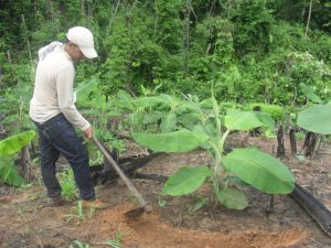 Imagem da notícia - IDAM incentiva a utilização de técnicas adequadas para o cultivo de banana e hortaliças