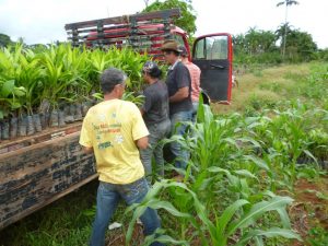 Imagem da notícia - IDAM faz entrega de mudas para agricultores de Vila Extrema-Sul de Lábrea