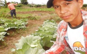 Imagem da notícia - Produção de repolho é destaque em Anorí