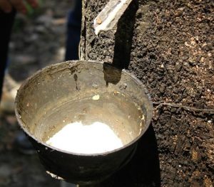 Imagem da notícia - Projeto leva novas tecnologias de cultivo de seringueira para 20 municípios do AM