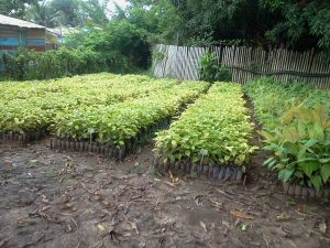 Imagem da notícia - Agricultores recebem mudas frutíferas e espécies florestais em Canutama