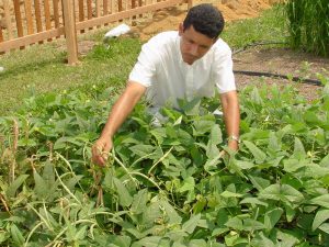Imagem da notícia - Assistência técnica e extensão rural podem quadruplicar a renda de pequenos agricultores