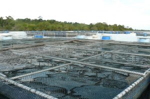 Imagem da notícia - Governo do AM registra 62% de crescimento na emissão de Cadastros de aquicultura