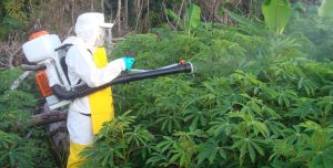 Imagem da notícia - Equipe técnica inicia combate à lagarta em Tefé