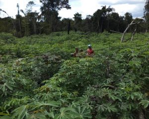 Imagem da notícia - Cultivo de mandioca ganha força com financiamentos do Pronaf em Santa Isabel do Rio Negro
