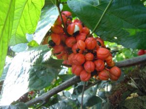 Imagem da notícia - Cultura do guaraná ganha força em Maués com a entrega de 150 mil mudas a agricultores