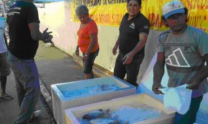 Imagem da notícia - Demonstração de Método sobre conservação do pescado é realizada em Beruri