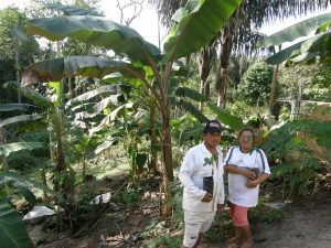 Imagem da notícia - Recuperação de Área de Preservação Permanente apresenta resultados positivos na zona rural de Manaus