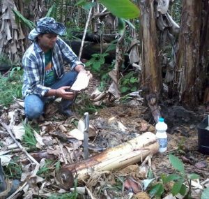 Imagem da notícia - Metodologias de ATER beneficiam famílias rurais em Barreirinha
