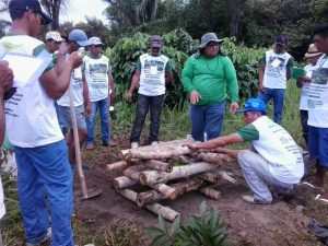Imagem da notícia - Idam promove excursão sobre cultura do guaraná para agricultores de Barreirinha