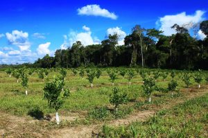 Imagem da notícia - Fortalecimento da citricultura no Amazonas é tema de reunião técnica