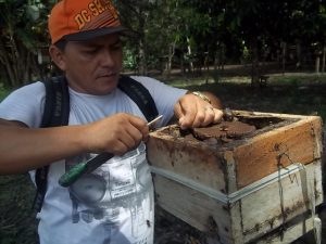Imagem da notícia - Boa Vista do Ramos investe em meliponicultura