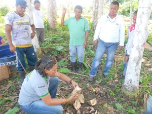 Imagem da notícia - Metodologias de ATER fortalecem os plantios de banana, melancia e mandioca em Manicoré