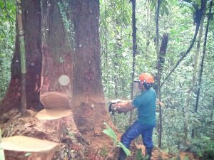 Imagem da notícia - Agricultores são capacitados pelo IDAM para atividade de exploração da madeira