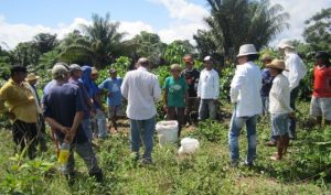 Imagem da notícia - Revitalização de guaranazais é incentivada pelo Governo do Amazonas em Urucará
