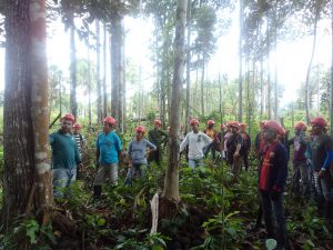 Imagem da notícia - Boas práticas do manejo da castanha do Brasil é incentivada pelo IDAM em Amaturá