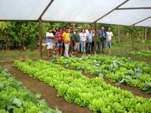 Imagem da notícia - Agricultores aprendem sobre produção orgânica de hortaliças