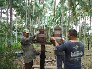 Imagem da notícia - Agricultores investem na criação de abelhas como fonte de renda em Codajás