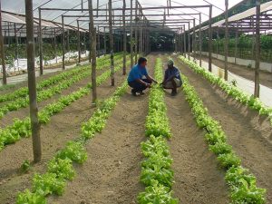 Imagem da notícia - IDAM realiza nesta sexta-feira, Dia de Campo sobre hortaliças em Iranduba
