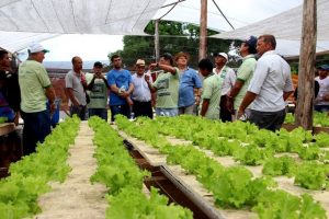 Imagem da notícia - A busca pela qualidade na produção de hortaliças reúne agricultores de Iranduba em Dia de Campo