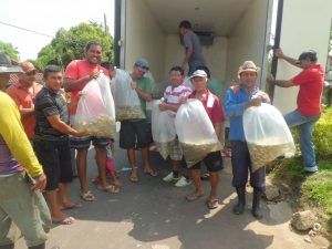 Imagem da notícia - 40 mil alevinos de pirapitinga são entregues a piscicultores de Itapiranga